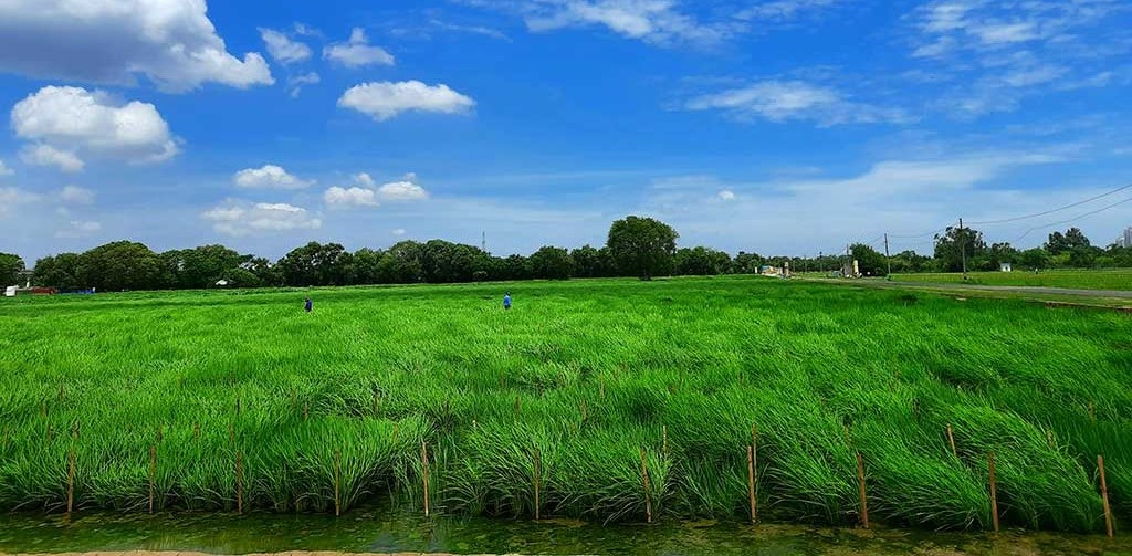 Welcome to ICAR-Indian Agricultural Research Institute