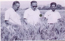 Shri V.S. Mathur and Dr. M.V. Rap with Dr. M.S. Swaminathan